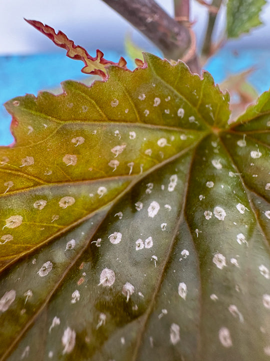 Begonia Alas de Angel