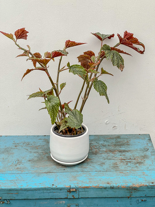 Begonia Alas de Angel