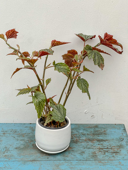 Begonia Alas de Angel