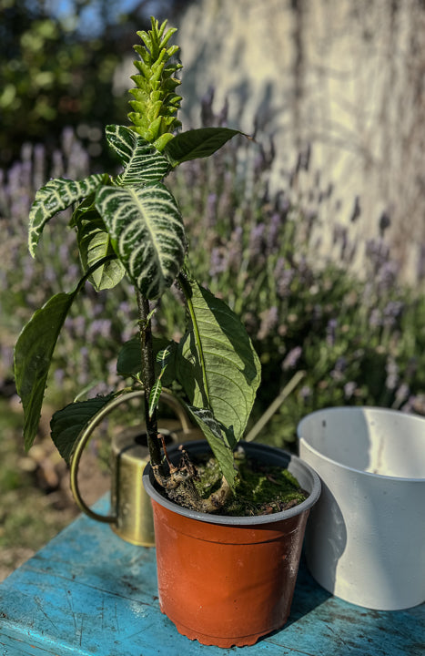 Aphelandra L (41cm)