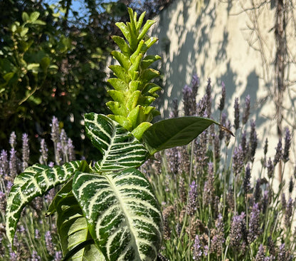 Aphelandra L (41cm)