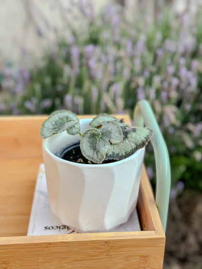 Begonia Caracol