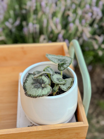 Begonia Caracol