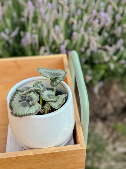 Begonia Caracol