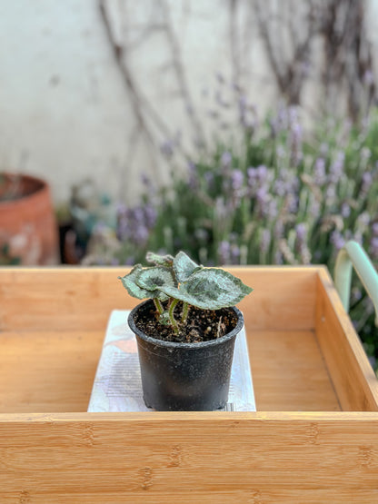 Begonia Caracol