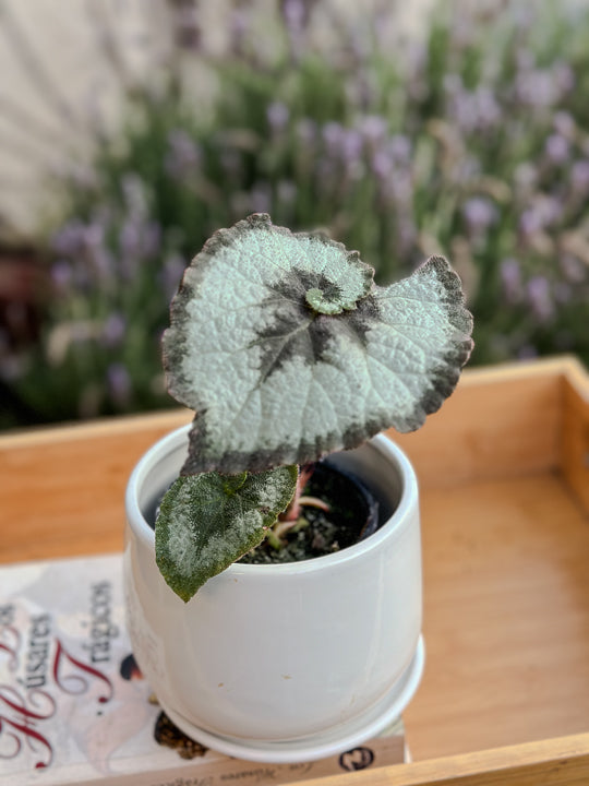 Begonia Caracol