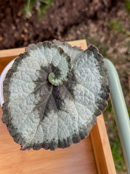 Begonia Caracol