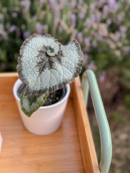 Begonia Caracol