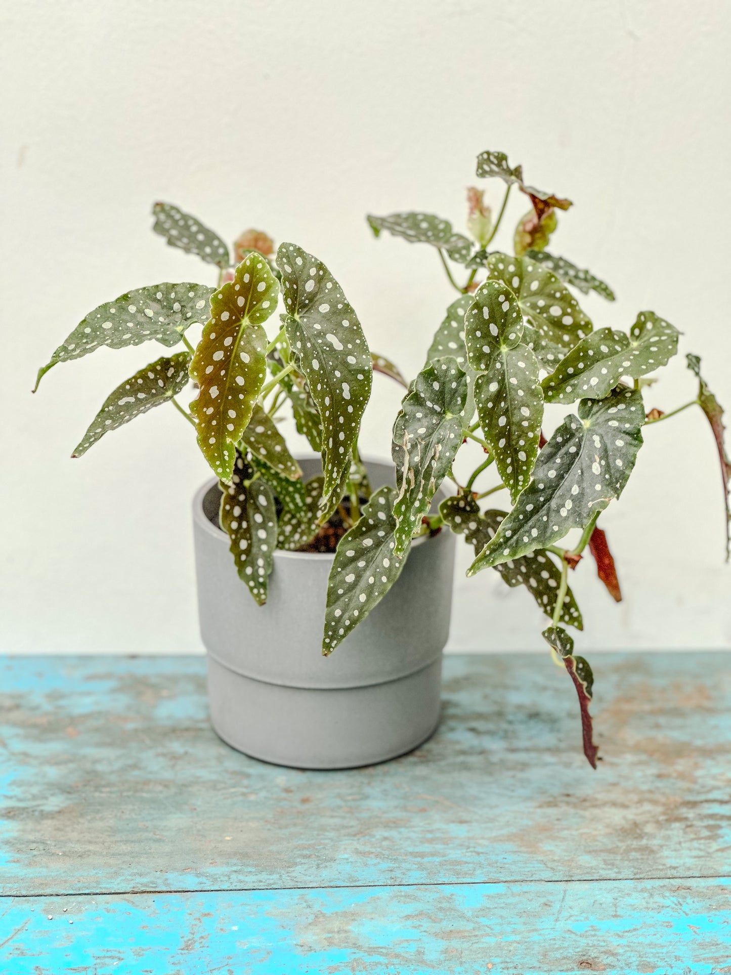 Begonia Maculata