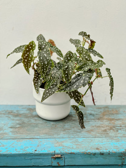 Begonia Maculata