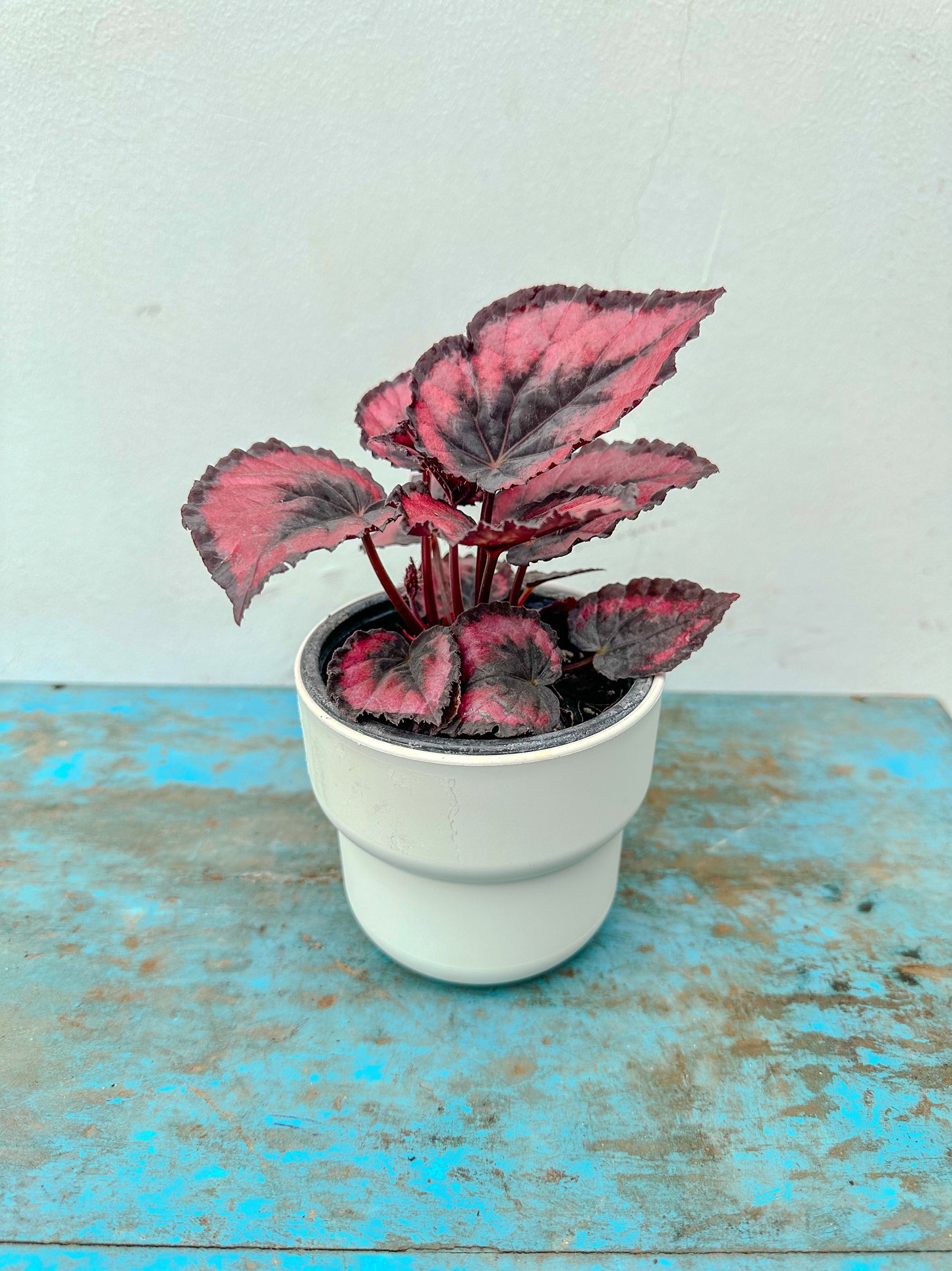 Begonia Rex