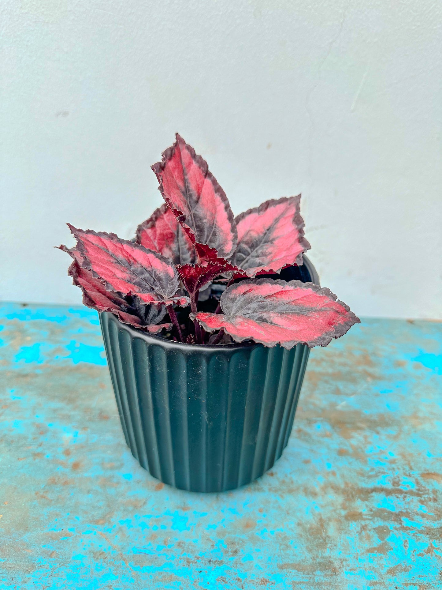 Begonia Rex