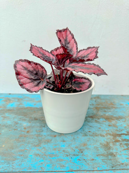 Begonia Rex