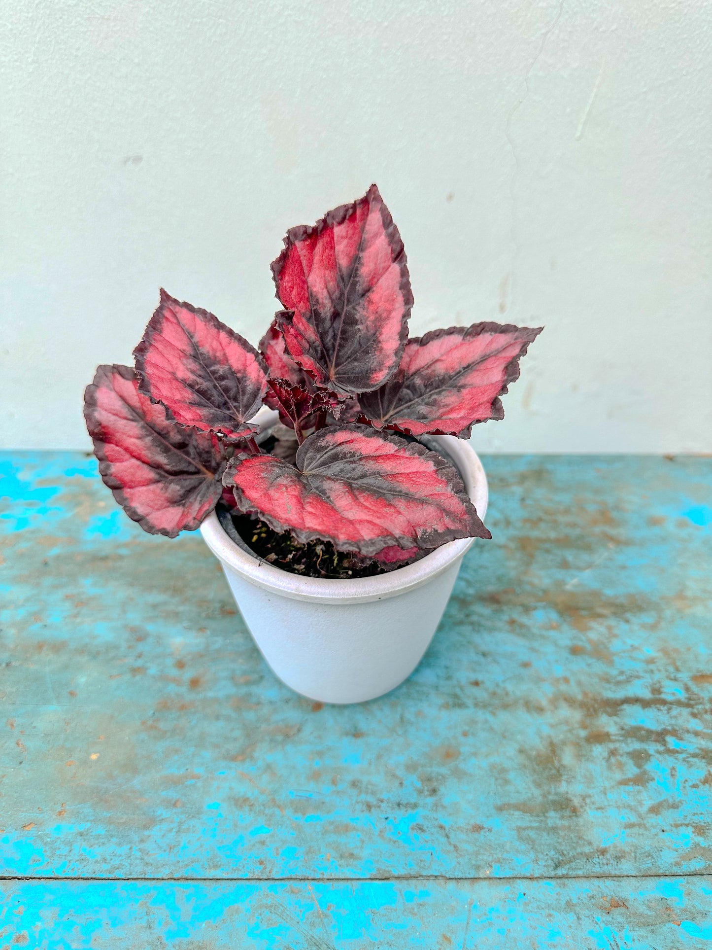 Begonia Rex