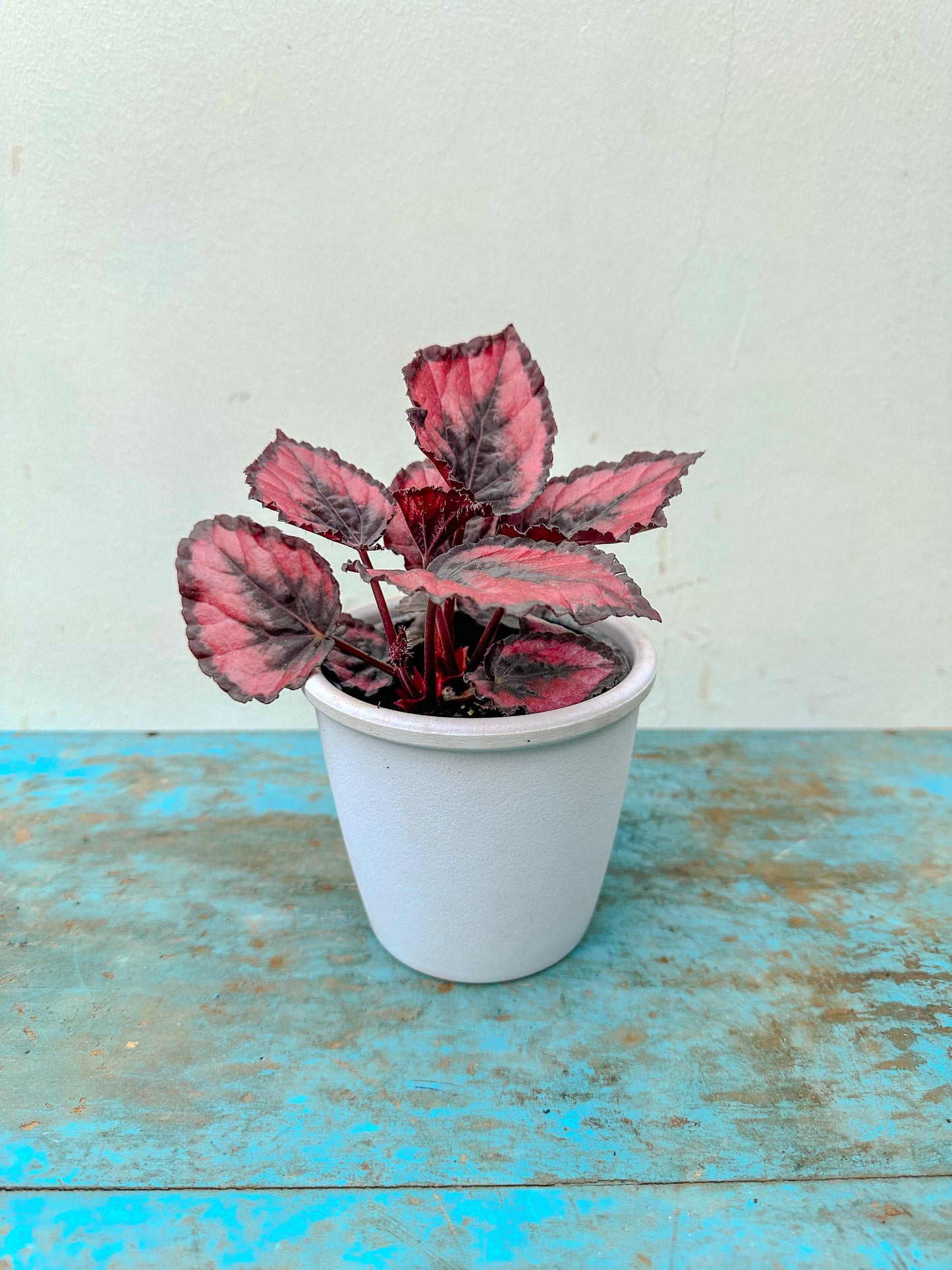 Begonia Rex