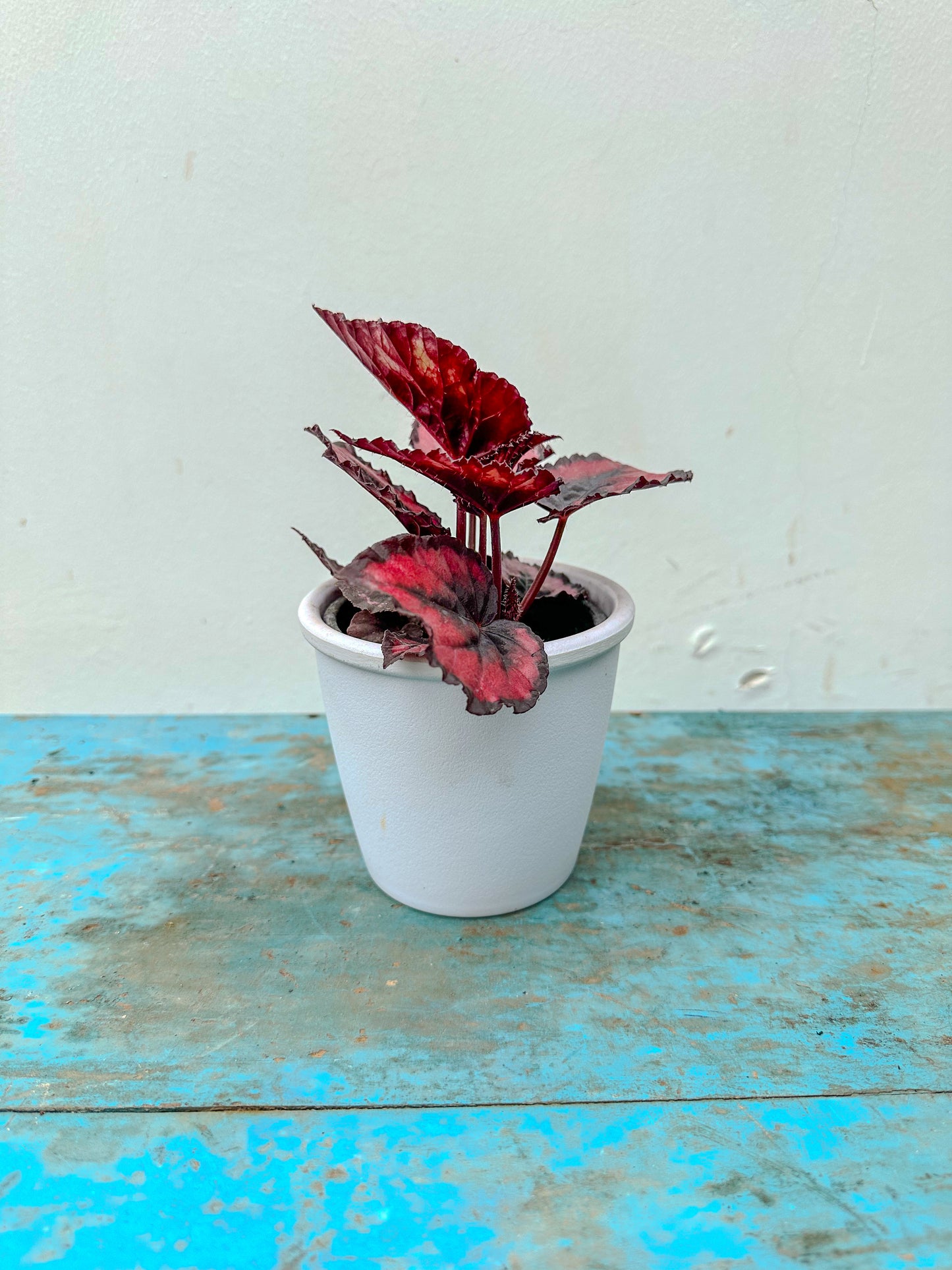 Begonia Rex