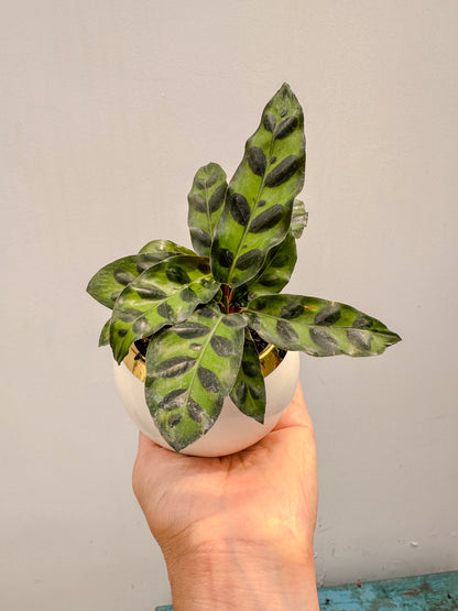 Calathea Insignis