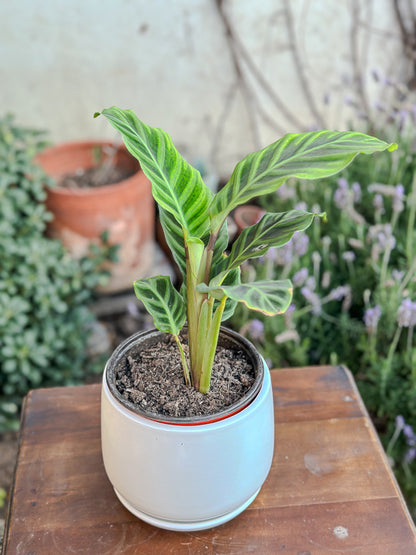 Calathea Zebrina