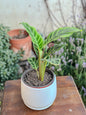 Calathea Zebrina