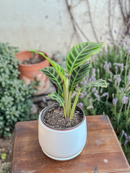 Calathea Zebrina