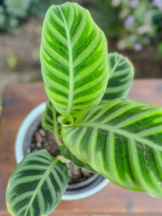 Calathea Zebrina