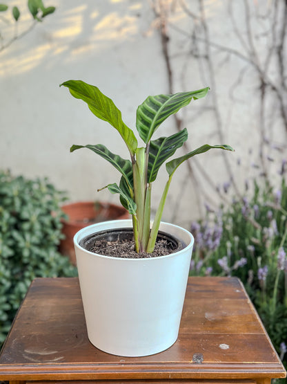 Calathea Zebrina