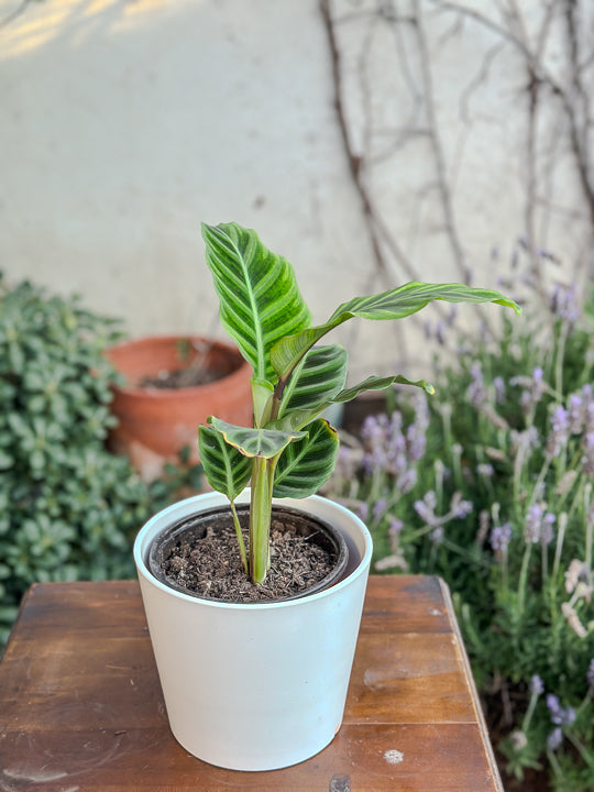 Calathea Zebrina