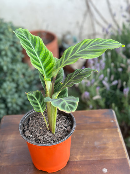 Calathea Zebrina