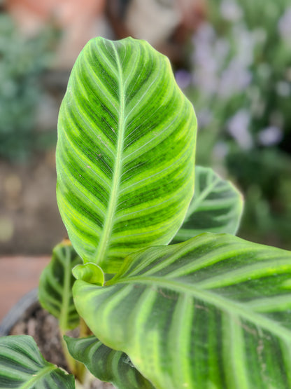 Calathea Zebrina