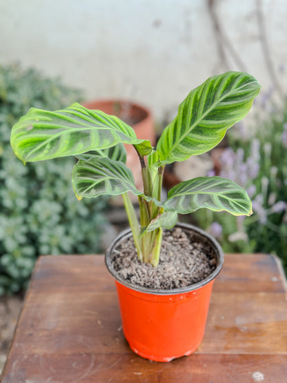 Calathea Zebrina