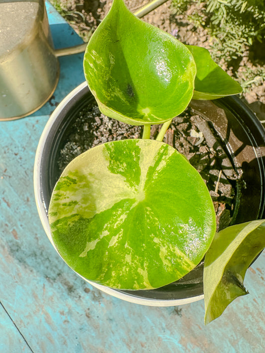 Peperomia Vareigada Cucharita