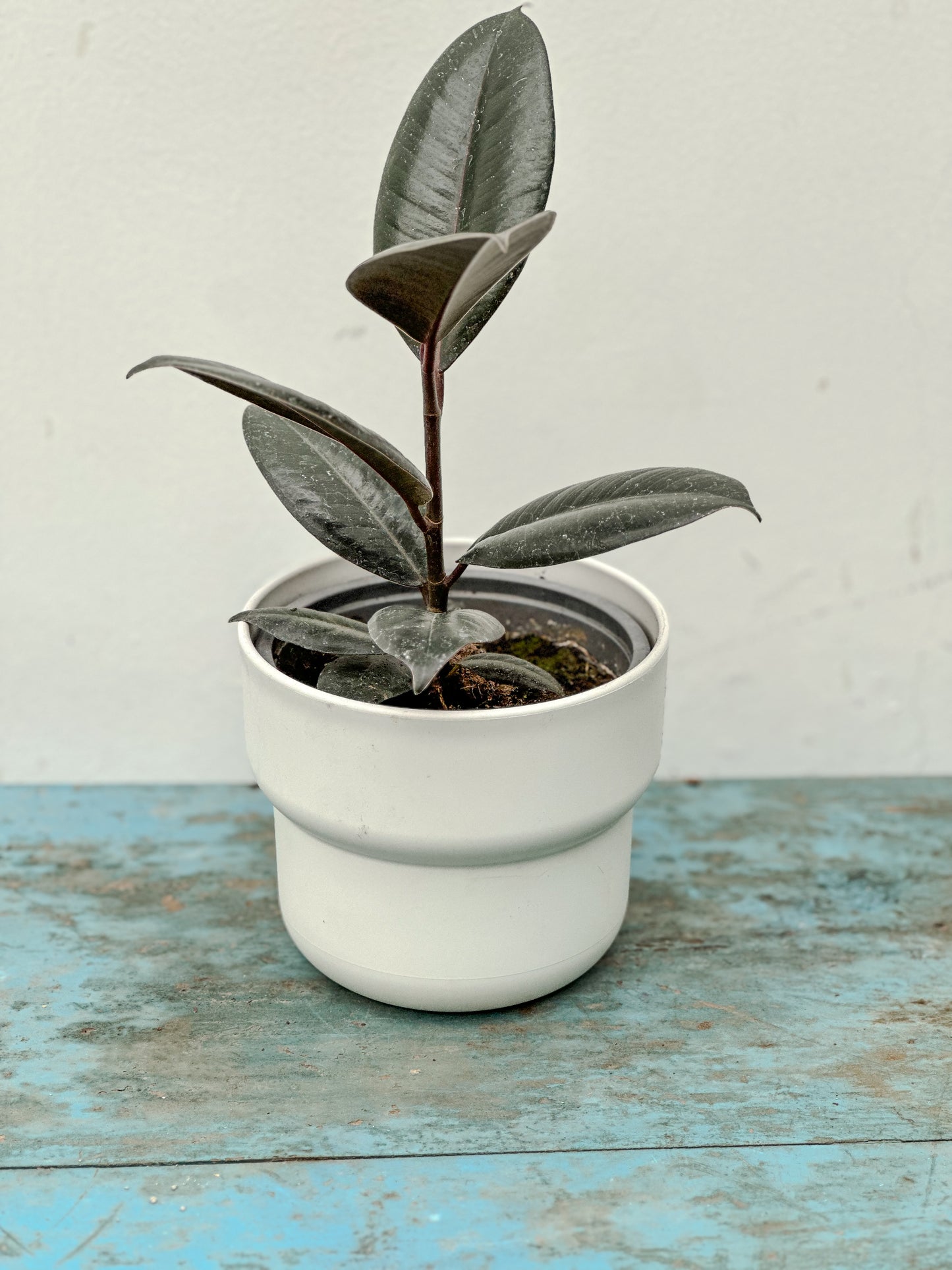 Gomero (Ficus Burgundy)