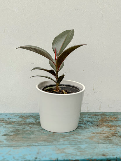 Gomero (Ficus Burgundy)