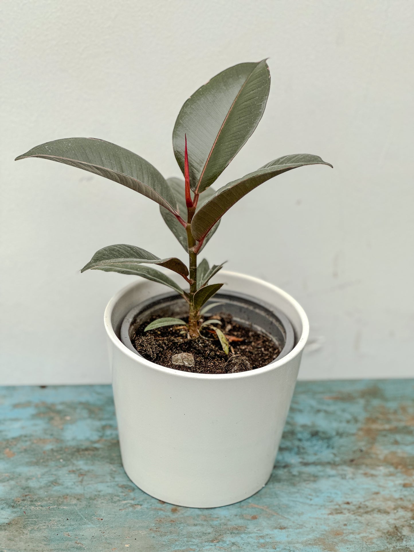 Gomero (Ficus Burgundy)