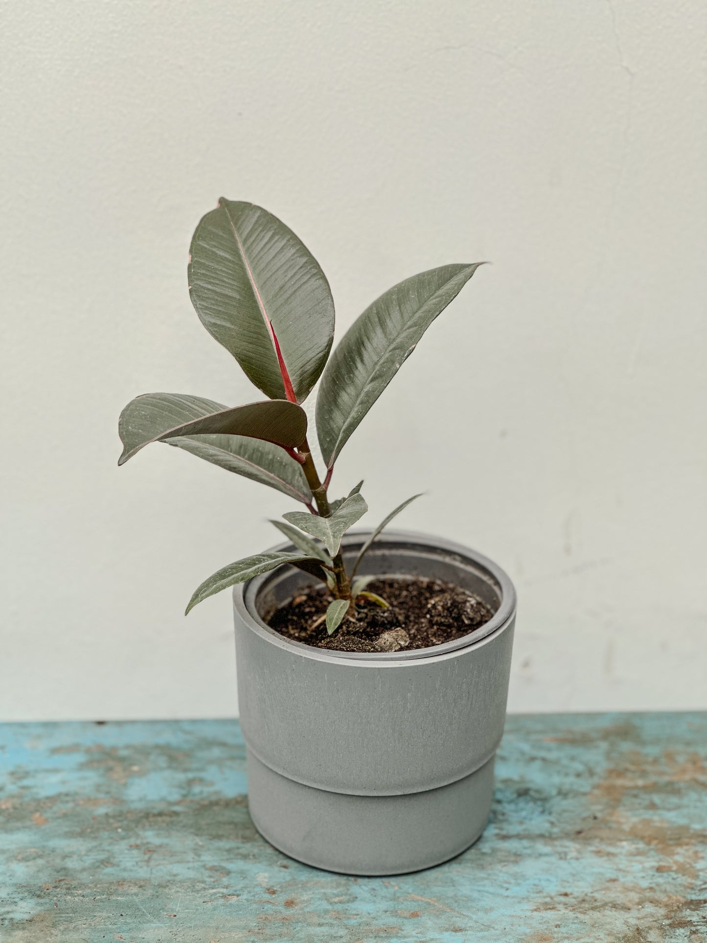 Gomero (Ficus Burgundy)