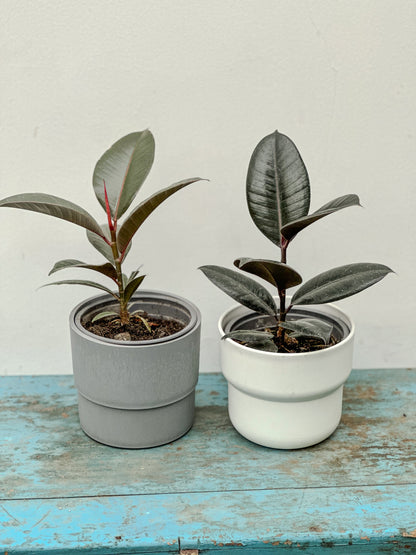 Gomero (Ficus Burgundy)