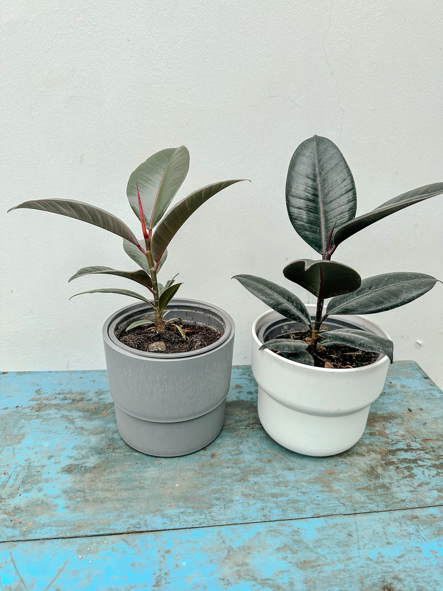 Gomero (Ficus Burgundy)