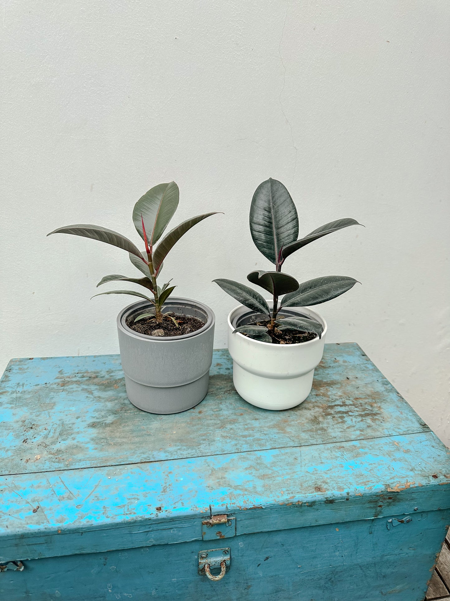 Gomero (Ficus Burgundy)