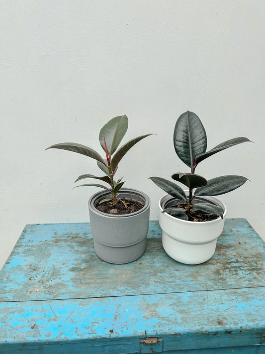 Gomero (Ficus Burgundy)