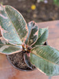 Ficus elastica Ruby (Small)