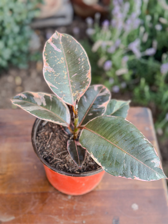 Ficus elastica Ruby (Small)