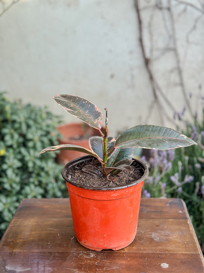 Ficus elastica Ruby (Small)