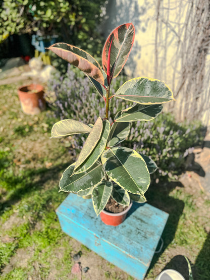 Ficus elastica Ruby (84cm)