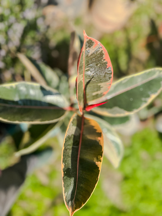 Ficus elastica Ruby (84cm)