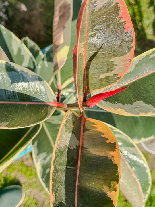 Ficus elastica Ruby (84cm)