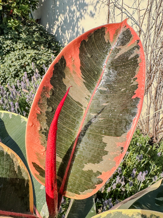 Ficus elastica Ruby (84cm)