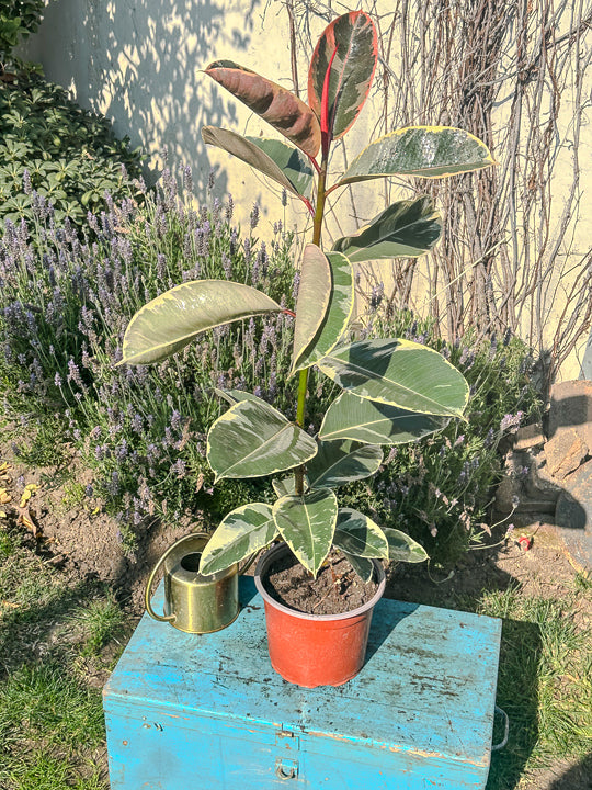 Ficus elastica Ruby (84cm)