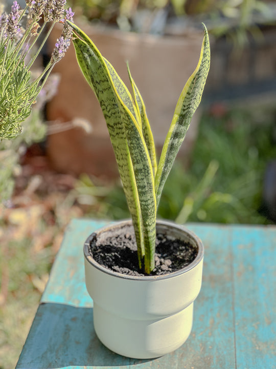 Sansevieria ( lengua de suegra )