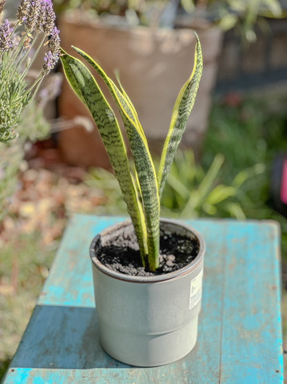 Sansevieria ( lengua de suegra )