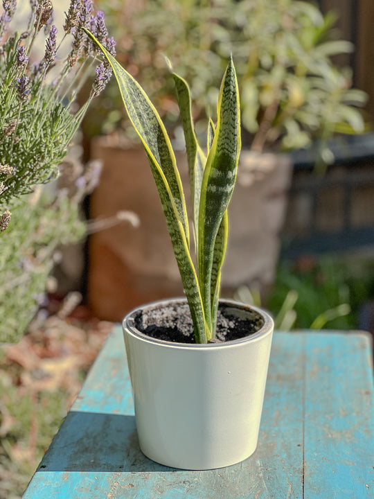 Sansevieria ( lengua de suegra )